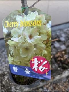 鬱金桜（ウコンザクラ）希少な黄緑色の桜 八重 花芽沢山 金運アップ