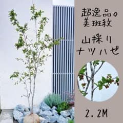 超逸品。美斑紋 山採り ナツハゼ2.2M(鉢底から)