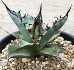 m96854122769_1.jpg?1712403073