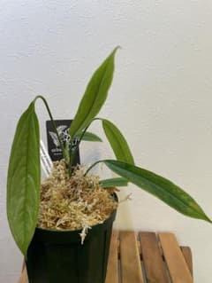 m97710741584_1.jpg?1765101823