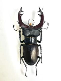 m97780710607_1.jpg?1728124996