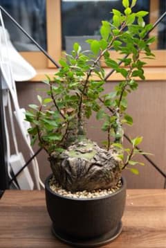 フォークイエリア ファシクラータ 現地球 発根済み コレクション株