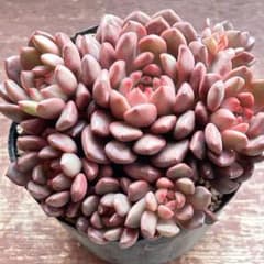 多肉植物【ピンクルルビー】抜き苗 - メルカリ