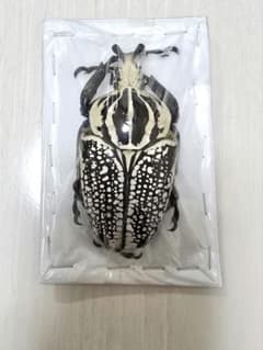 ゴライアスオオツノハナムグリ標本 - メルカリ