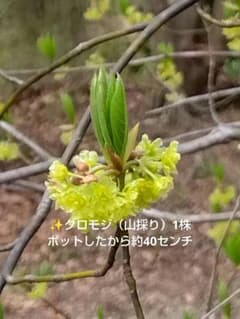 ✨️クロモジ（山採り）1株 ポットしたから約40センチ - メルカリ