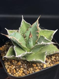 EMP アガベ チタノタ 星空 中株 / ブツブツ系 AG1-905 - メルカリ