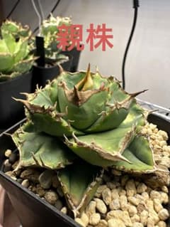 m90794479974_1.jpg?1712968731