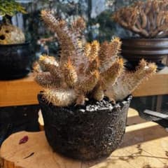 短期間限定超特価！ コレクション株 超多頭 パキポディウム グラキリス