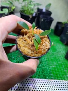 Homalomena rusdii Riau Sumatera TK0425-3 - メルカリ