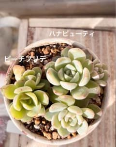 多肉植物 ハナビューティ ピーチプリデ 7.5㎝ポット 抜き苗 - メルカリ