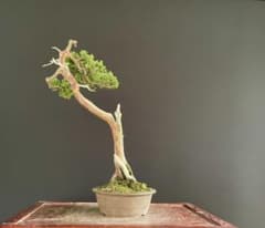 白木盆栽園 文人 真柏 樹高48センチ 盆栽黒松赤松五葉松真柏雑木趣味