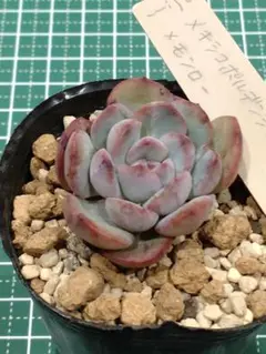 2026年最新】ミソップ苗の人気アイテム - メルカリ