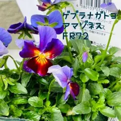 専用 FR72♥ゲブラナガトヨ アマゾネス♥花苗ポットごと発送