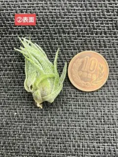 2026年最新】Tillandsia sprengelianaの人気アイテム - メルカリ