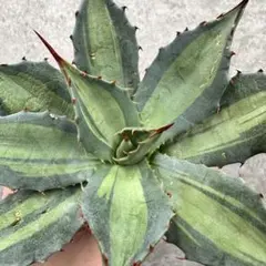 2026年最新】アガベ パリー 姫吉祥天の人気アイテム - メルカリ