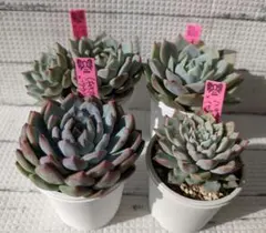 2026年最新】ルイパパさん苗の人気アイテム - メルカリ