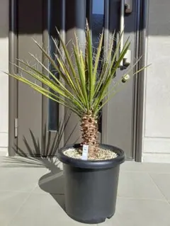 2026年最新】ユッカフィリフェラの人気アイテム - メルカリ