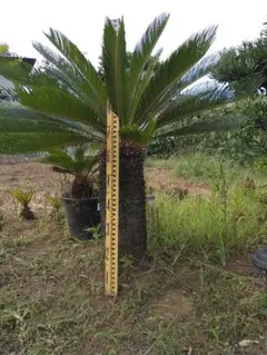 2026年最新】ソテツ 引き取りの人気アイテム - メルカリ