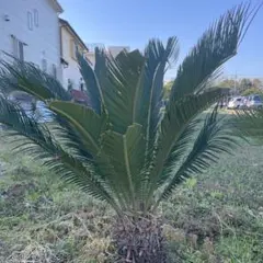 2026年最新】ソテツ 引き取りの人気アイテム - メルカリ