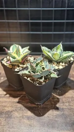 2026年最新】アガベ sad 錦の人気アイテム - メルカリ