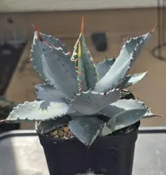 2026年最新】甲蟹 屈原の人気アイテム - メルカリ