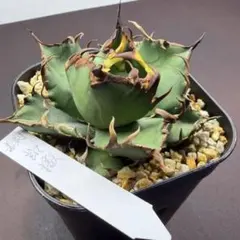 2026年最新】毒刺 シーザーの人気アイテム - メルカリ