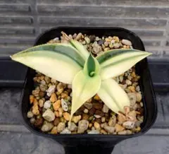 2026年最新】ハーフムーン アガベの人気アイテム - メルカリ