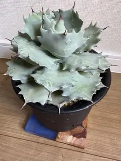 2026年最新】イシスメンシスの人気アイテム - メルカリ