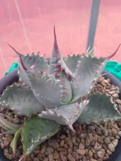 2026年最新】アガベ パラサナ ハイブリッドの人気アイテム - メルカリ