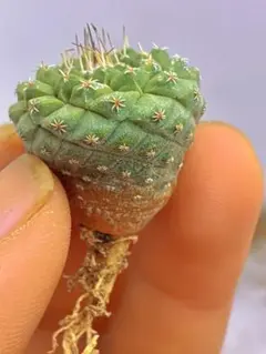 2026年最新】菊水 サボテンの人気アイテム - メルカリ