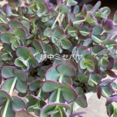 2026年最新】越中ミセバヤの人気アイテム - メルカリ