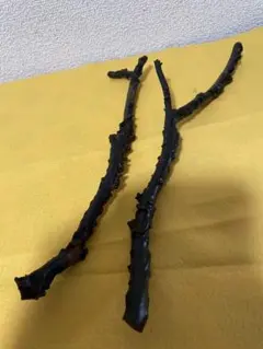 2026年最新】深海松の人気アイテム - メルカリ