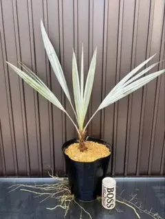 2026年最新】ブラヘアアルマータの人気アイテム - メルカリ