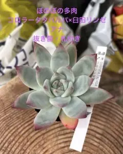 2026年最新】臼田リンゼアナの人気アイテム - メルカリ