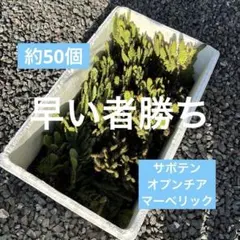 2026年最新】サボテン マーベリックの人気アイテム - メルカリ