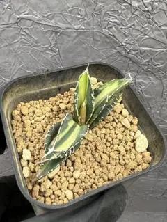 2026年最新】アガベ sad 錦の人気アイテム - メルカリ