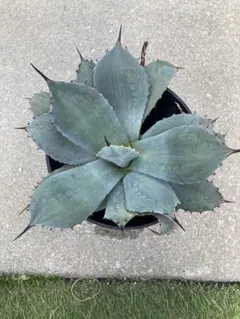 2026年最新】姫吉祥天の人気アイテム - メルカリ