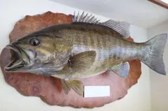 2026年最新】ブラックバス剥製の人気アイテム - メルカリ