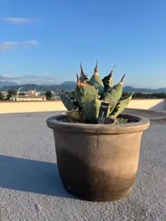 2026年最新】オアハカ オテロイの人気アイテム - メルカリ