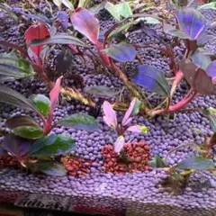 2026年最新】ブセファランドラ ピンクバリエガータの人気アイテム