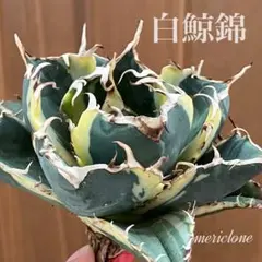 2026年最新】白鯨 斑の人気アイテム - メルカリ