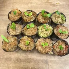 2026年最新】ビカクシダ 胞子 セットの人気アイテム - メルカリ