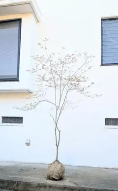 2026年最新】ドウダンツツジ 山採りの人気アイテム - メルカリ