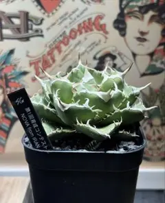 2026年最新】アガベ イランの人気アイテム - メルカリ