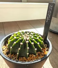 2026年最新】ギムノカリキウム lb2178の人気アイテム - メルカリ