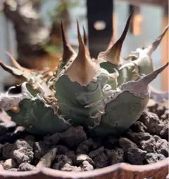 2026年最新】オアハカ 実生の人気アイテム - メルカリ