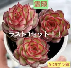 2026年最新】多肉植物 苗セットの人気アイテム - メルカリ