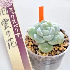 2026年最新】おらいさん葉挿しの人気アイテム - メルカリ