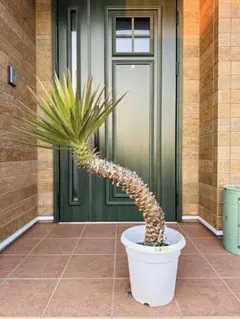 2026年最新】ユッカ アロイフォリアの人気アイテム - メルカリ