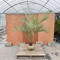 2026年最新】ココスヤシ シルバーリーフの人気アイテム - メルカリ